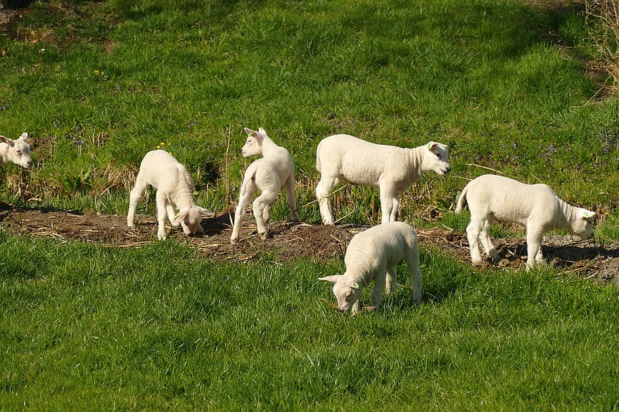 xai, animals, prat, ovelles, animals joves, animals del nadó, bestiar, mamífers, llana, pastures, herba