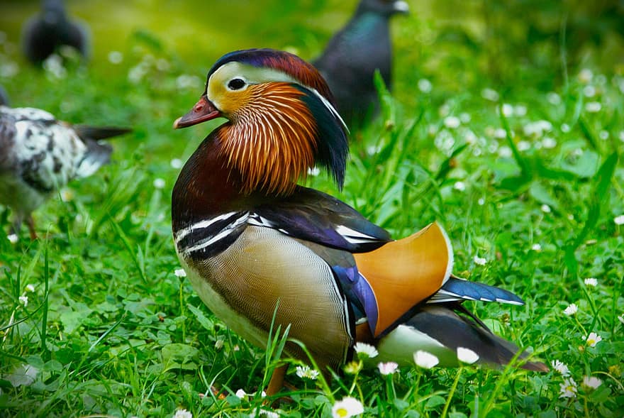 мандарина, патица, птица, водни птици, водна птица, животно, перушина, природа, клюн, перце, зелен цвят