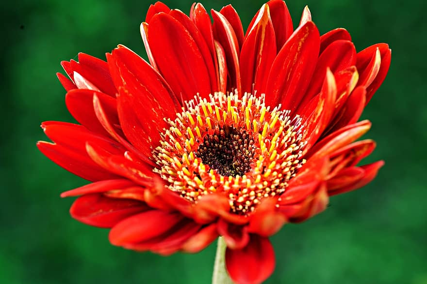 Gerbera, Blume, rote Blume, Pollen, Stempel, Blütenblätter, blühen, Pflanze, Flora, Natur, Nahansicht