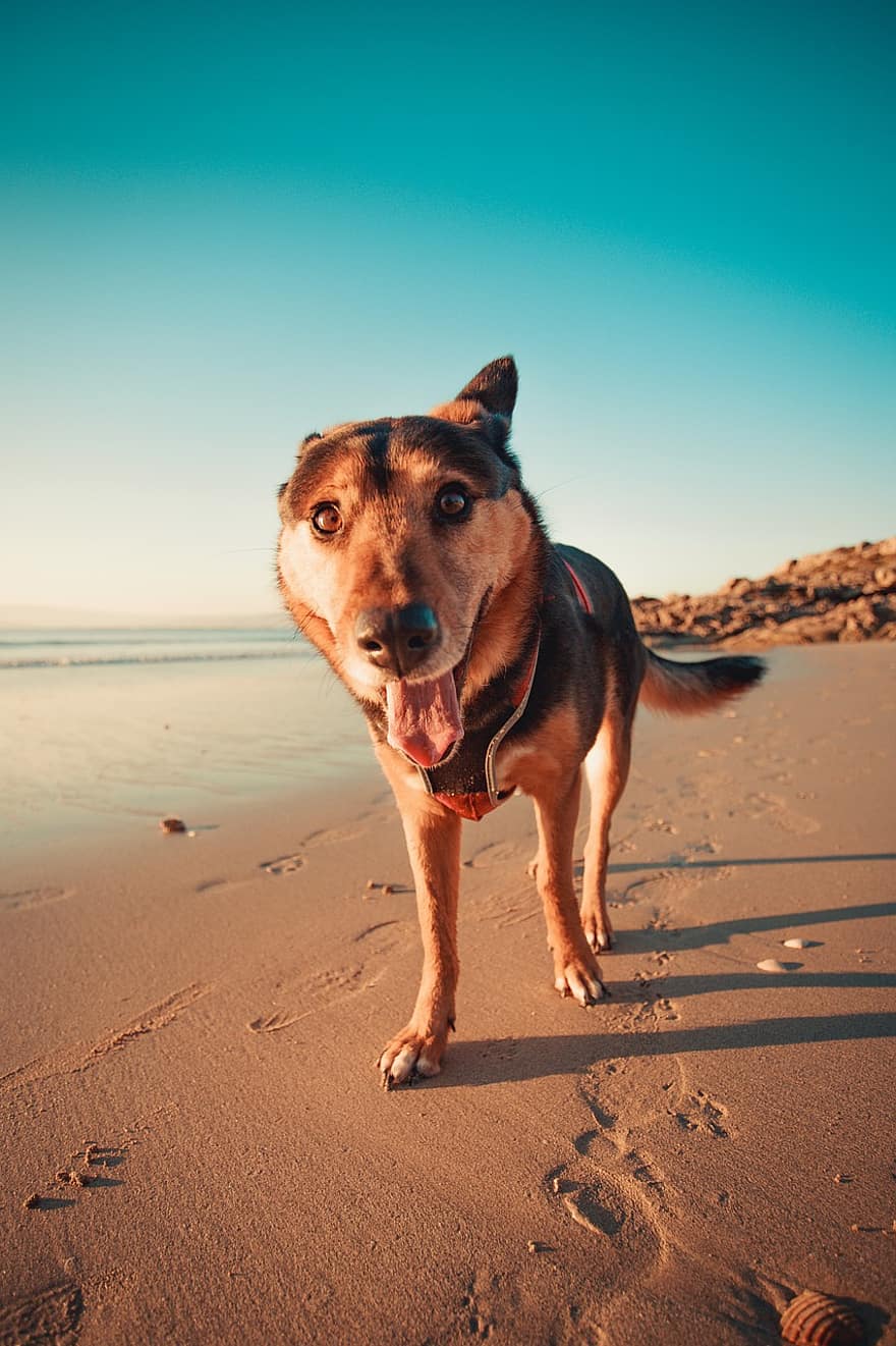 hond, strand, water, vuurtoren, uitgeput, vrijwilliger, huisdier, zand, puppy, dier, zee