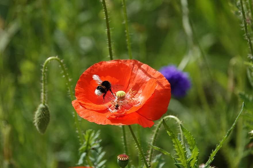 rosella, flor, Abellot, insecte, abella, animal, prat de flors, prat, naturalesa, primer pla, blumenwiese