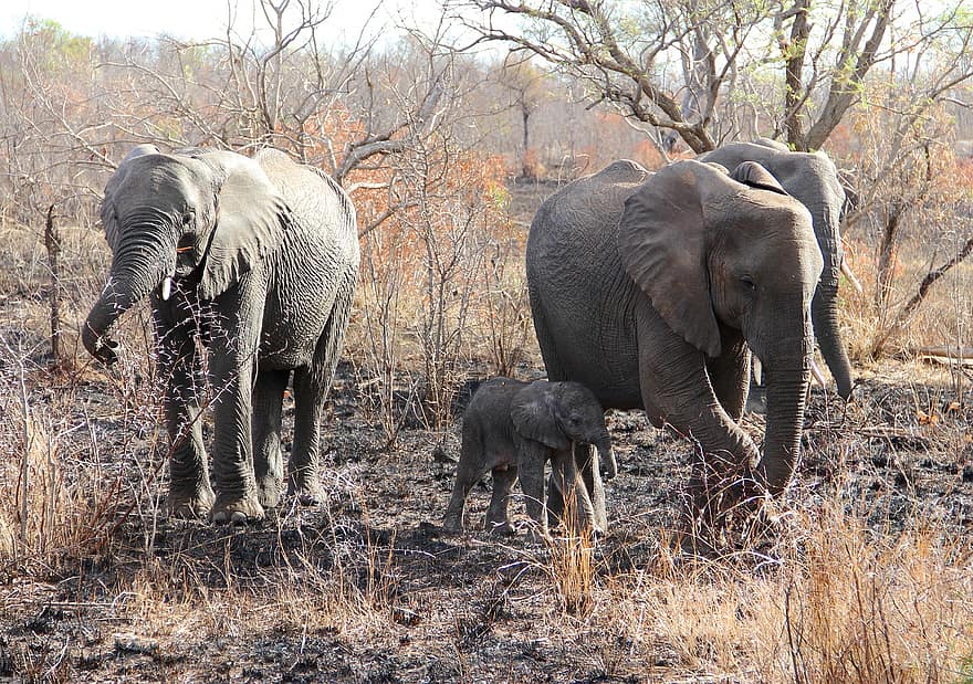 elefanti, vitello, safari, cucciolo di elefante, animali, mammiferi, natura, erba, natura selvaggia, Kruger, Sud Africa