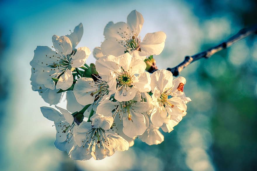 flor de manzano, flor, floración, pétalos, rama, primavera, árbol de manzana, blanco, árbol, flor de primavera, naturaleza