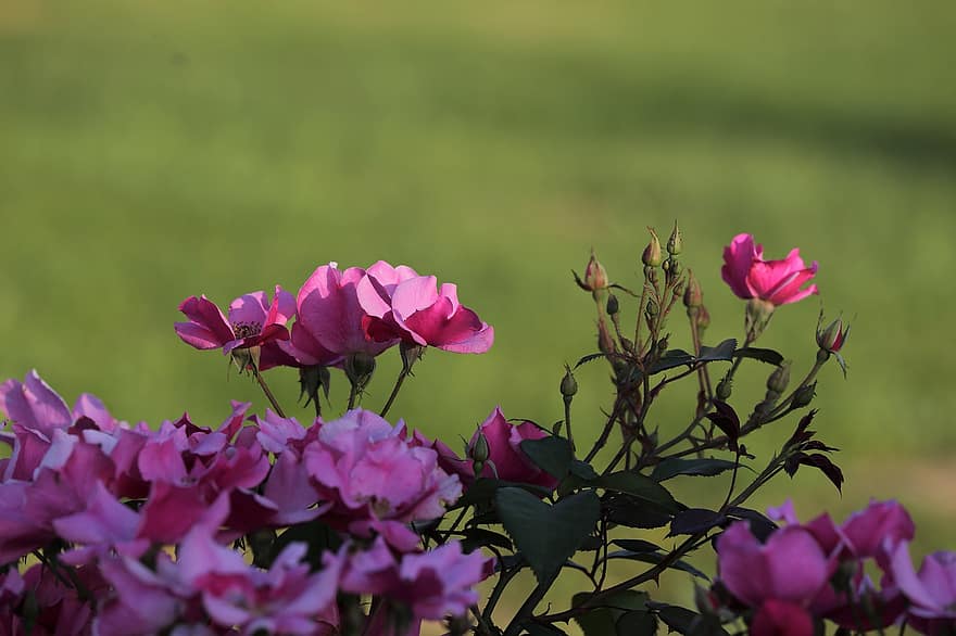 mawar merah muda, bunga-bunga, tanaman, kelopak, berkembang, flora, alam, musim panas, bunga, menanam, kepala bunga