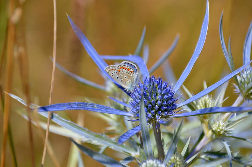 farfalla blu comune, farfalla, fiore, insetto, agrifoglio marino, Agrifoglio del Mar Mediterraneo, fioritura, Fiore di campo, pianta, prato, natura