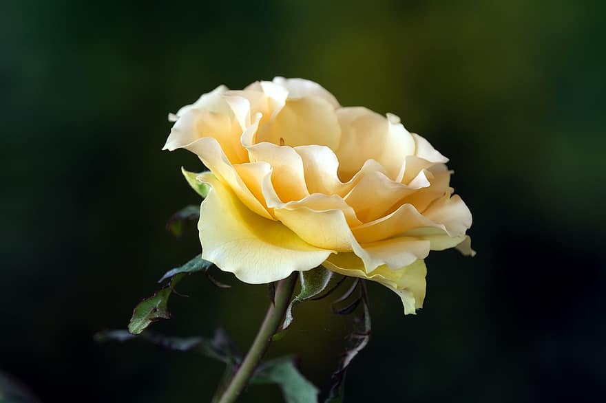 Rose, fleur, Une rose jaune, fleur de rose, pétales, pétales de rose, Floraison, flore, la nature