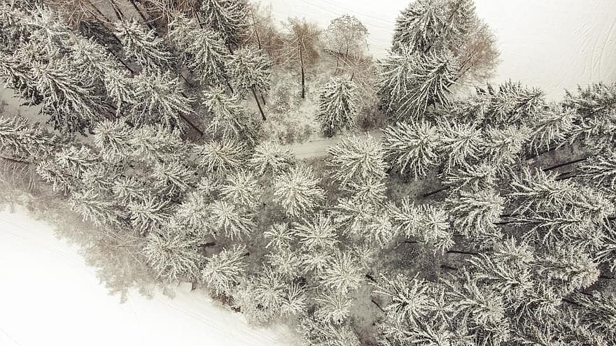 Bäume, Wald, Schnee, Nebel, Frost, Raureif, gefroren, Eis, kalt, Winter, Winterwald