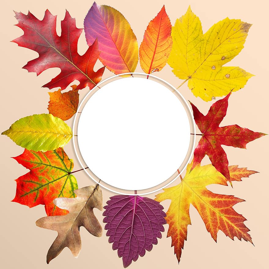 otoño, hojas, vistoso, follaje de otoño, color de otoño, otoño de oro, gráficamente, curso, colores otoñales, caja de texto, redondo