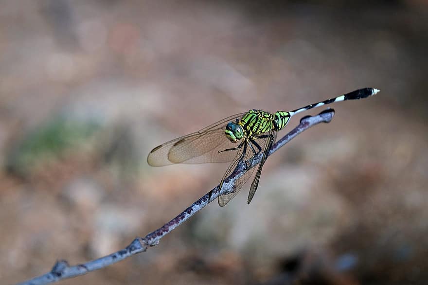 Dragonfly, Insect, Animal, Wings, Wildlife, Twig, Branch, Perched, Fauna, Nature, close-up