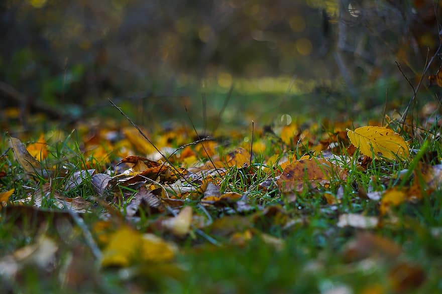 podzim, lesní podlaha, Příroda, makro
