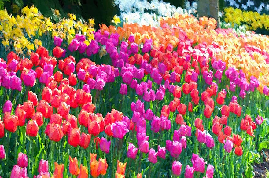 tulipes, La Connor, skagit, vall, primavera, jardí, pintura a l'oli, color, únic, original, Washington