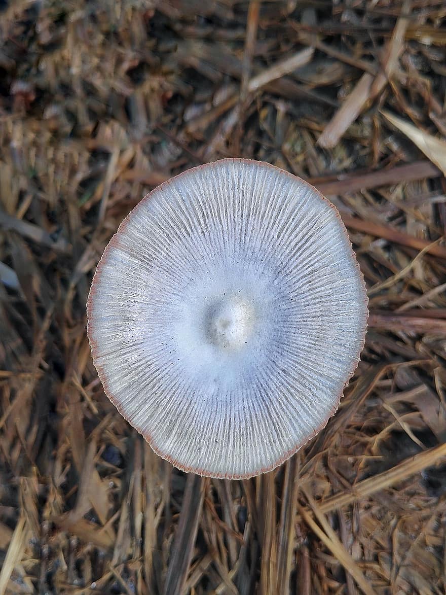 cogumelo, cogumelo branco, fungo, fungos