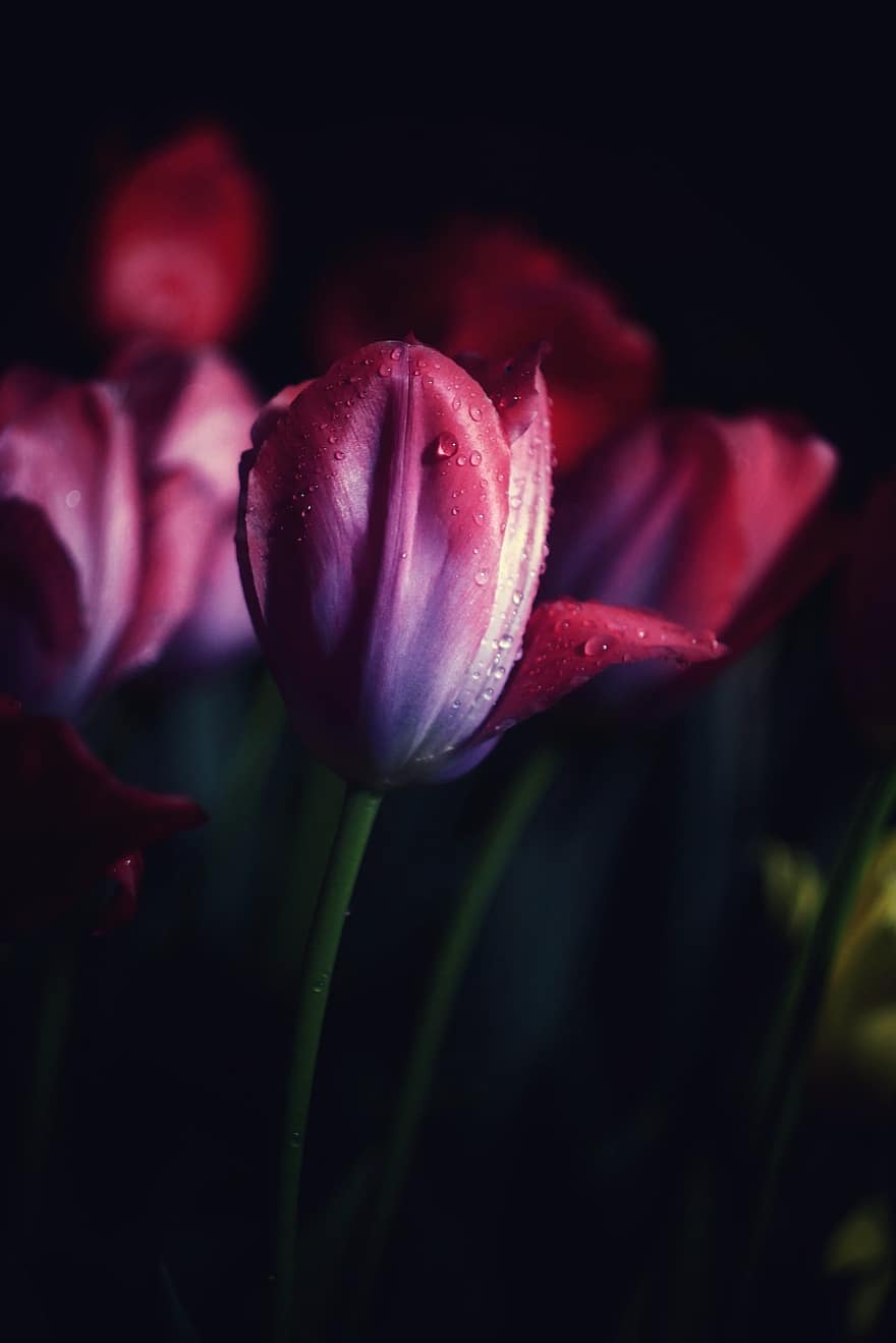 tulipan, tulipany, kwiaty, wiosna, ogród, Natura, Holandia, różowy, roślina, deszcz, krople