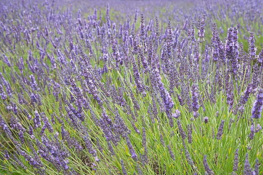 Lavender, Flowers, Field, Blossom, Bloom, Plants, Petals, Purple Flowers, Fragrant, purple, herb