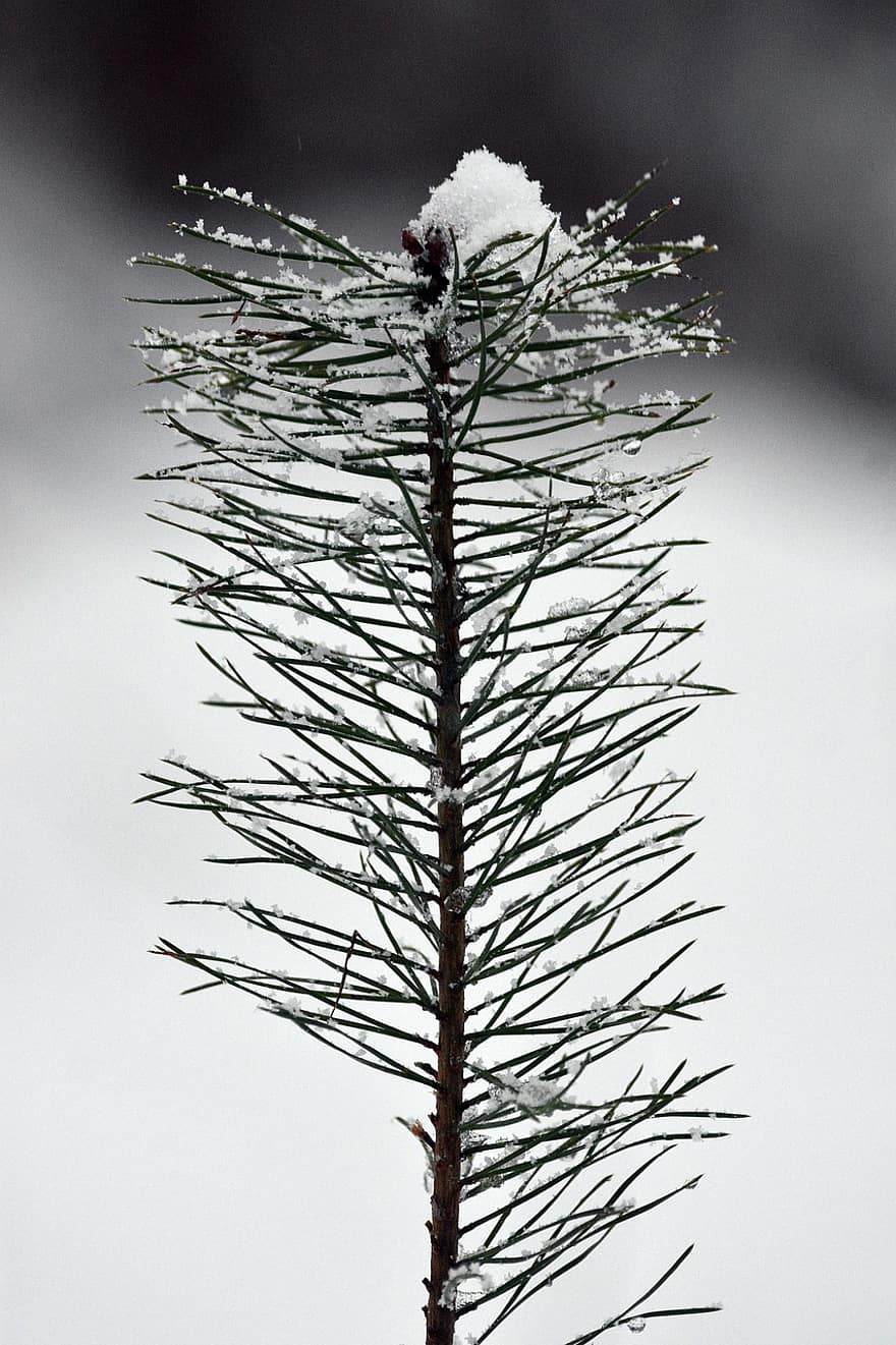 borovice, větev, sníh, jehličí, listy, jehličnatý strom, rostlina, sazenice, mráz, led, Studený