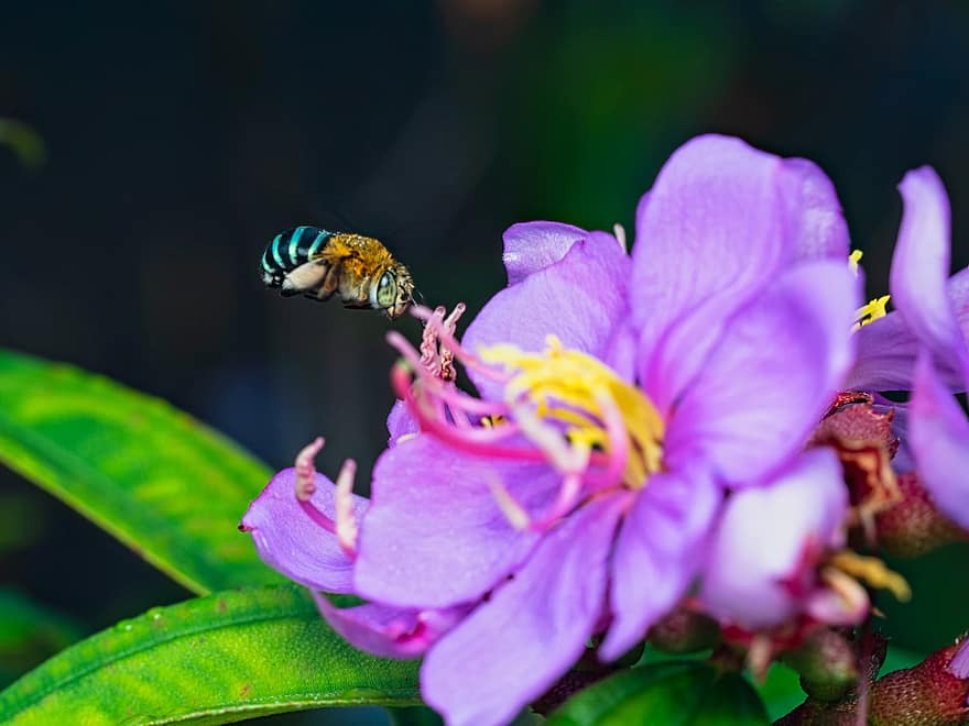 Pszczoła niebieska, pszczoła, kwiat, rododendron indyjski, owad, fioletowy kwiat, roślina, Natura