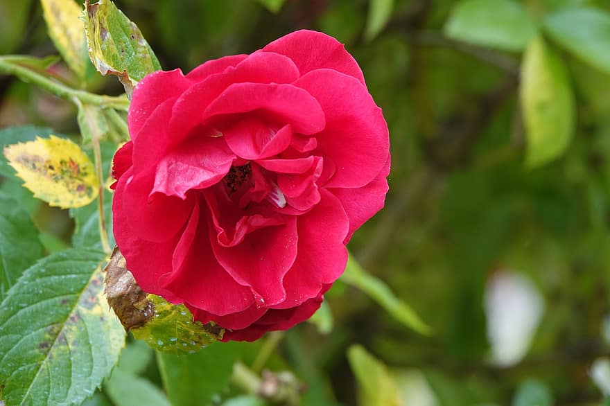 роза, цвете, червено цвете, червена роза, листенца, червени венчелистчета, разцвет, цвят, флора, природа, растение