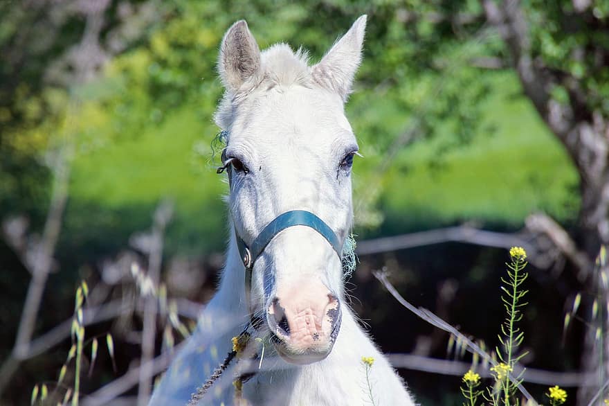 Horse, White Horse, Countryside, farm, animal head, rural scene, meadow, grass, stallion, pasture, close-up