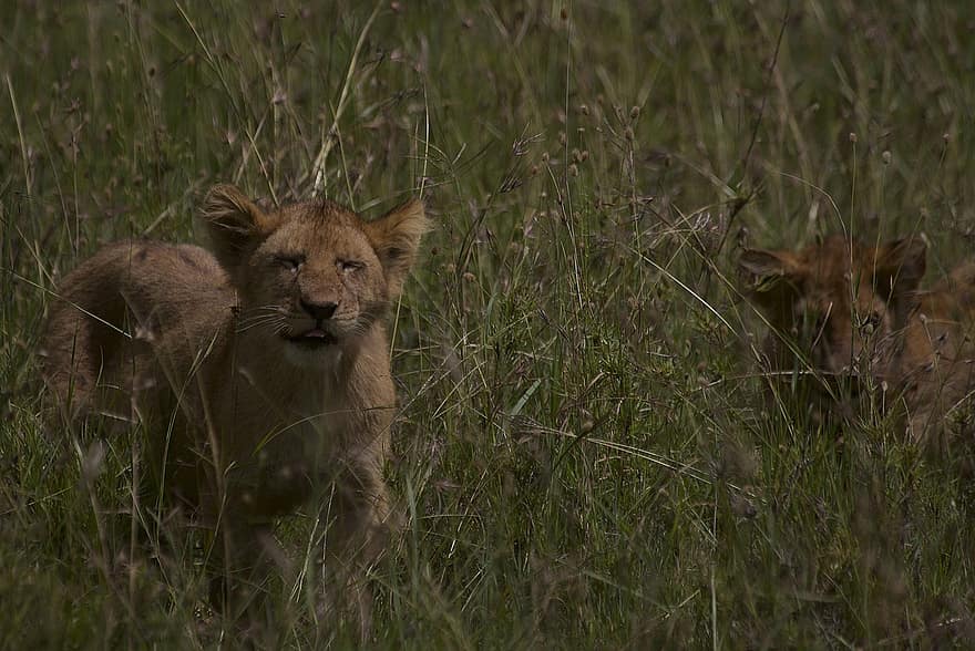 lejon ungar, vilda djur och växter, safari, kattdjur, rovdjur, vild, vildmark, serengeti, serengeti nationalpark, natur, utsatt för fara