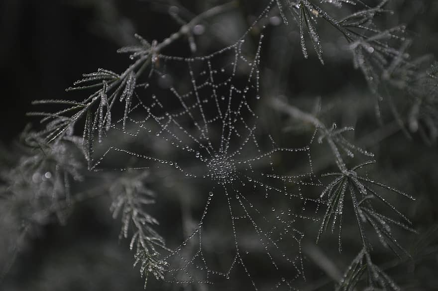 spinnenweb, regendruppels, tuin-, regen, natuur, achtergrond, detailopname, spin, dauw, macro, laten vallen