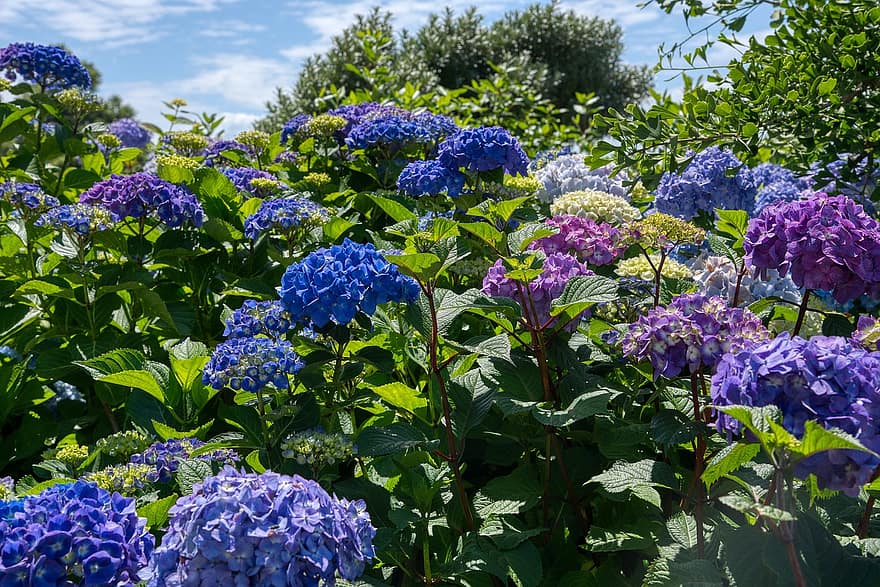 hortênsias, hortênsia, hydrangeaceae, inflorescência, arbusto ornamental, azul, roxa, flores