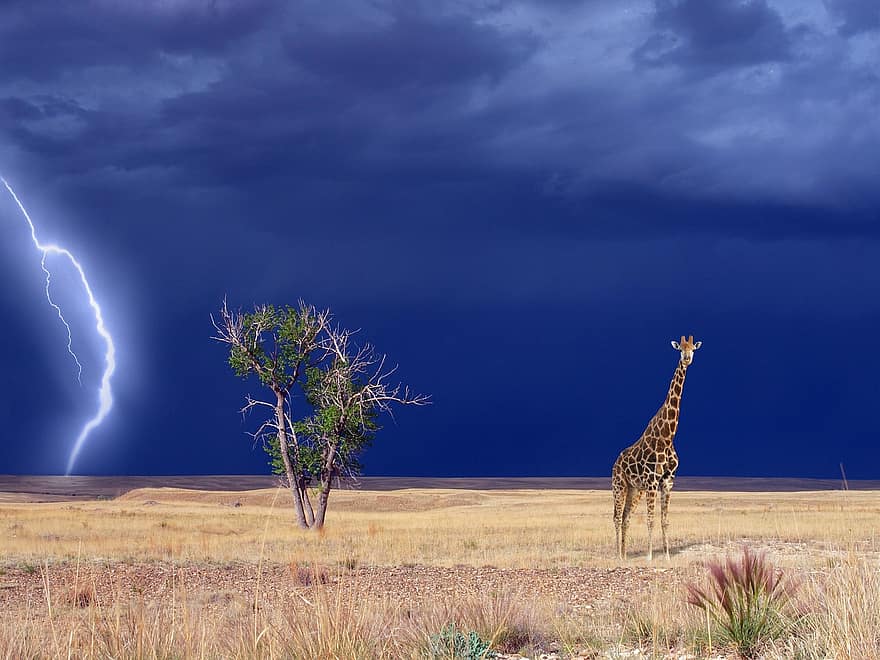 giraff, savann, åskväder, vind, framåt-, svart, himmel, träd, moln, djur-, afrika