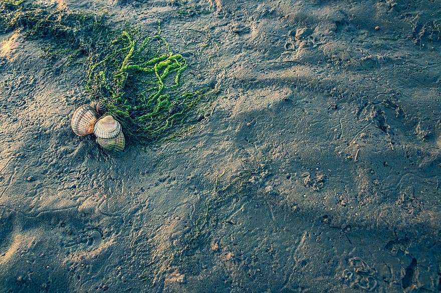 Wadden Sea, Beach, Seaweed, Mussels, Sand, Coast