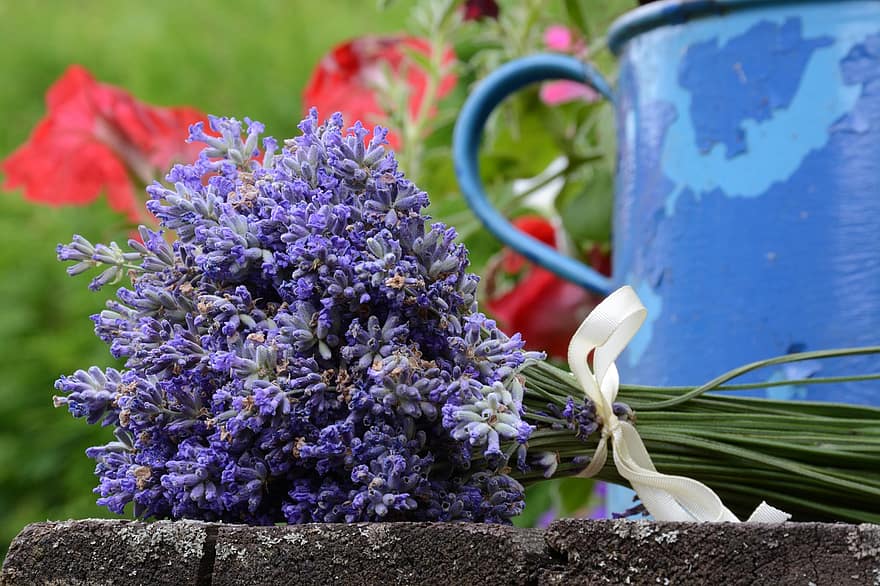 bunga-bunga, lavender, keharuman, taman, aromatik, dekoratif, aroma, harum, aromaterapi