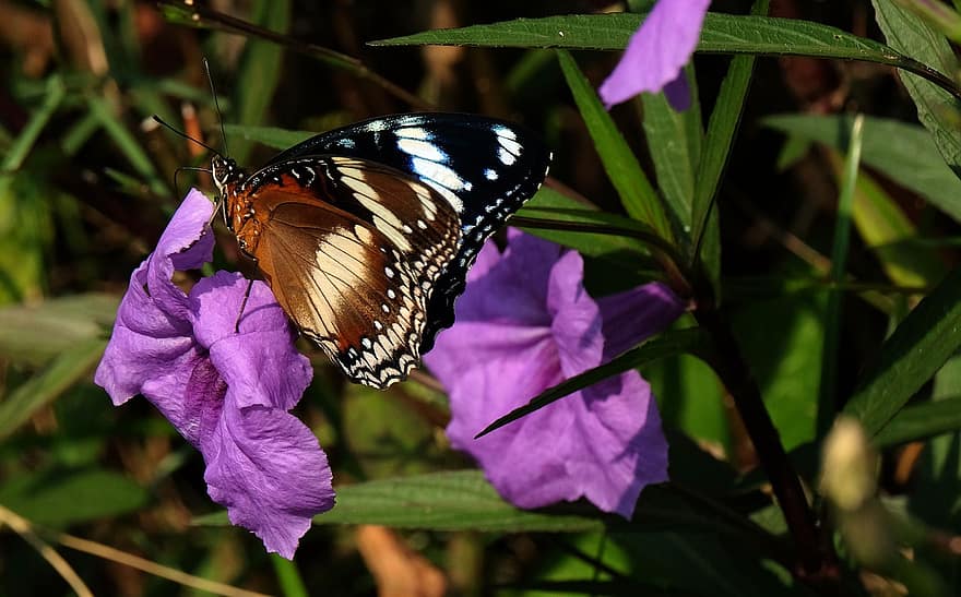 motýl, květ, opylit, opylování, ruellia, hmyz, okřídlený hmyz, motýlí křídla, flóra, fauna, Příroda