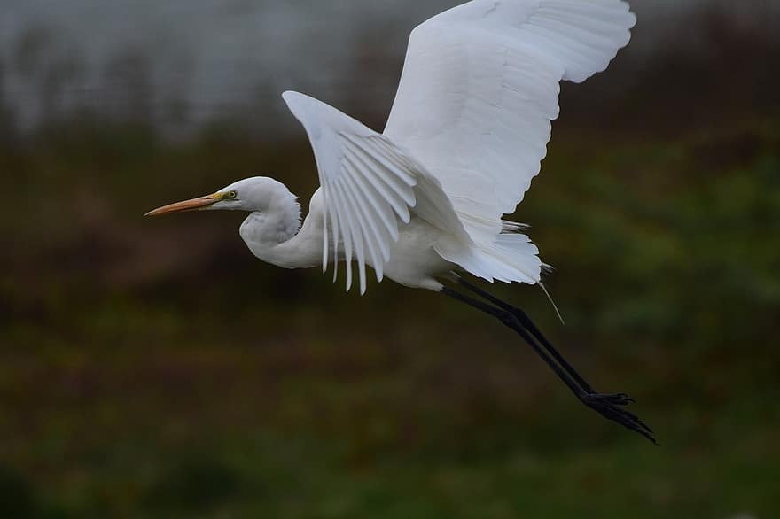 liels egret, putns, egret, spārni, lidošana, elegants, balts, putni, ornitoloģija, spalvas, fauna