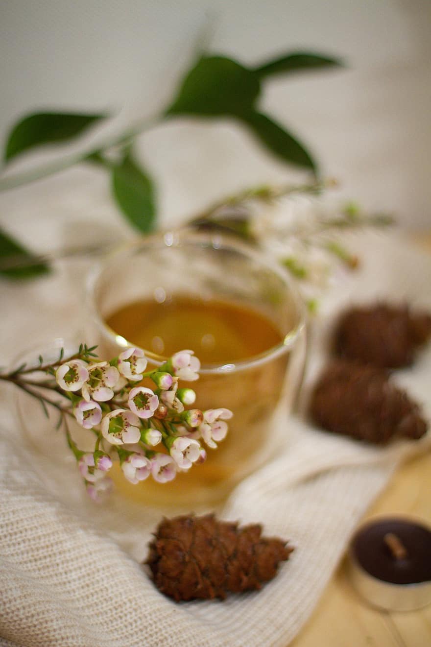 ziedi, augu, tēja, dzert, tasi, stikls, priežu čiekuri, tējas svece, svece, karsta tēja, zemniecisks