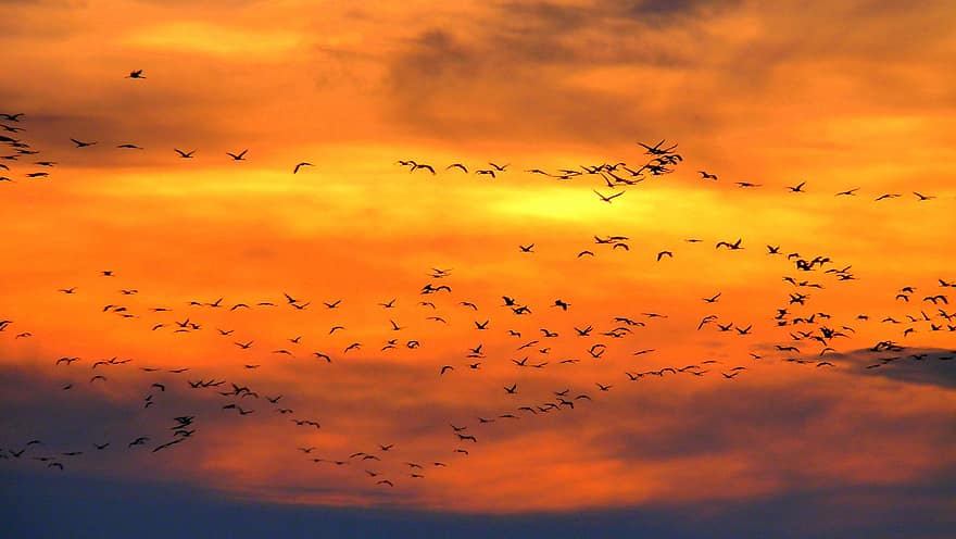 kuşlar, Akşam gökyüzü, gün batımı sonrası kızıllık, kuş uçuşu, bulutlar, sürü, uçuş, gün batımı, uçan, akşam karanlığı, Güneş