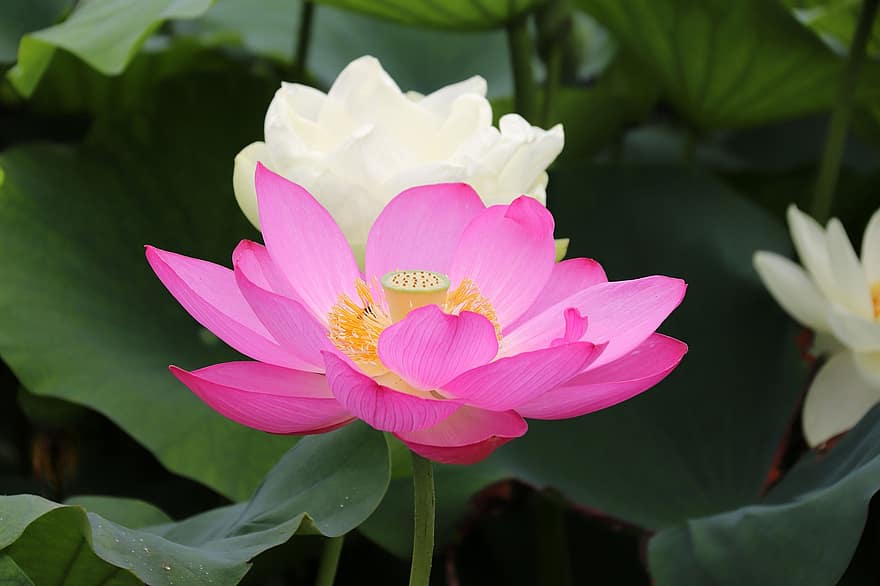 lotus, bloem, lotusbloem, roze bloem, bloemblaadjes, roze bloemblaadjes, bloeien, bloesem, waterplant, flora