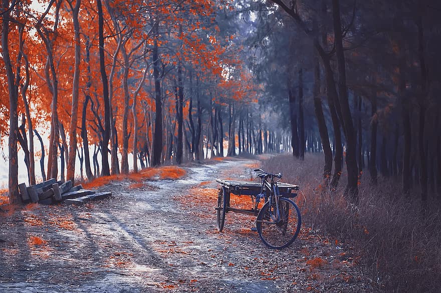 велосипед, ліс, шлях, падіння, осінь, візок, дерева, стежка, дорога, краєвид, природи