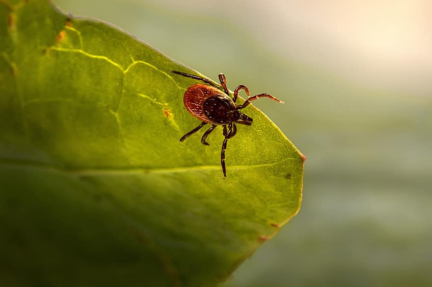 insekt, bock, ixodes ricinus, ricinböna fästing, får fästing, parasitisk, arachnid, makro, skadedjur