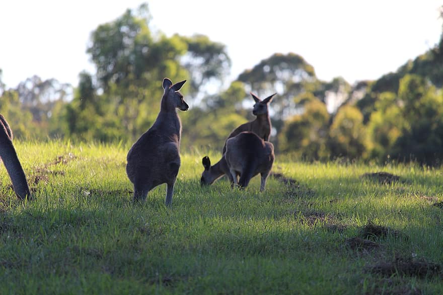 kengūrų, joey, rudos pilkosios kengūros, gyvūnams, macropus giganteus, pelkės, makropodas, žinduolių, žolė, laukinės gamtos, laukiniai