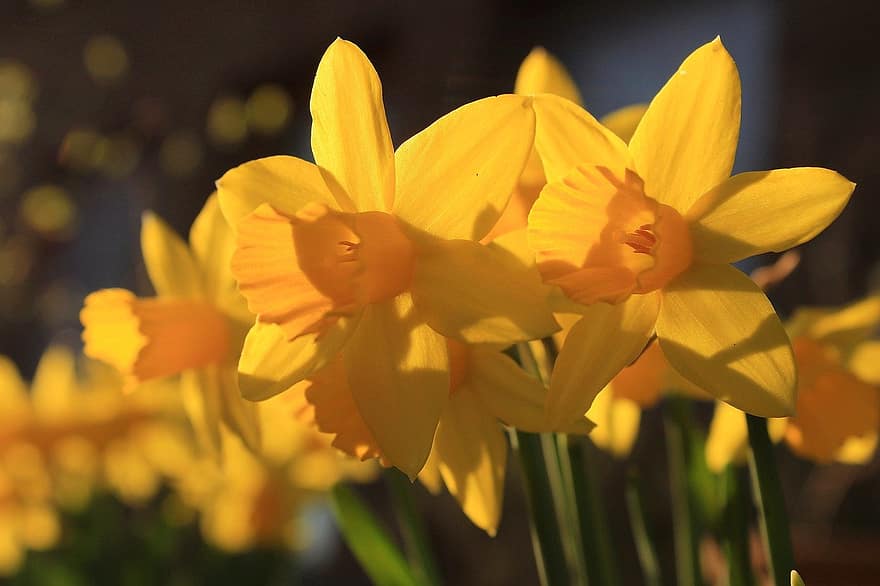 narcisos, las flores, Flores amarillas, jardín, pétalos, pétalos amarillos, floración, flor, flora, plantas, amarillo