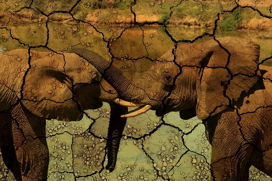 struktur, baggrund, elefant, tørke, dyr, Afrika, tørst, klima forandring, lerjord, tør, burst