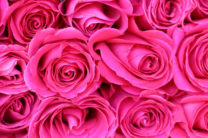 różowe róże, kwiaty, róże, różowe kwiaty, kwiat róży, płatki, płatki róż, kwiat, kwitnąć, flora