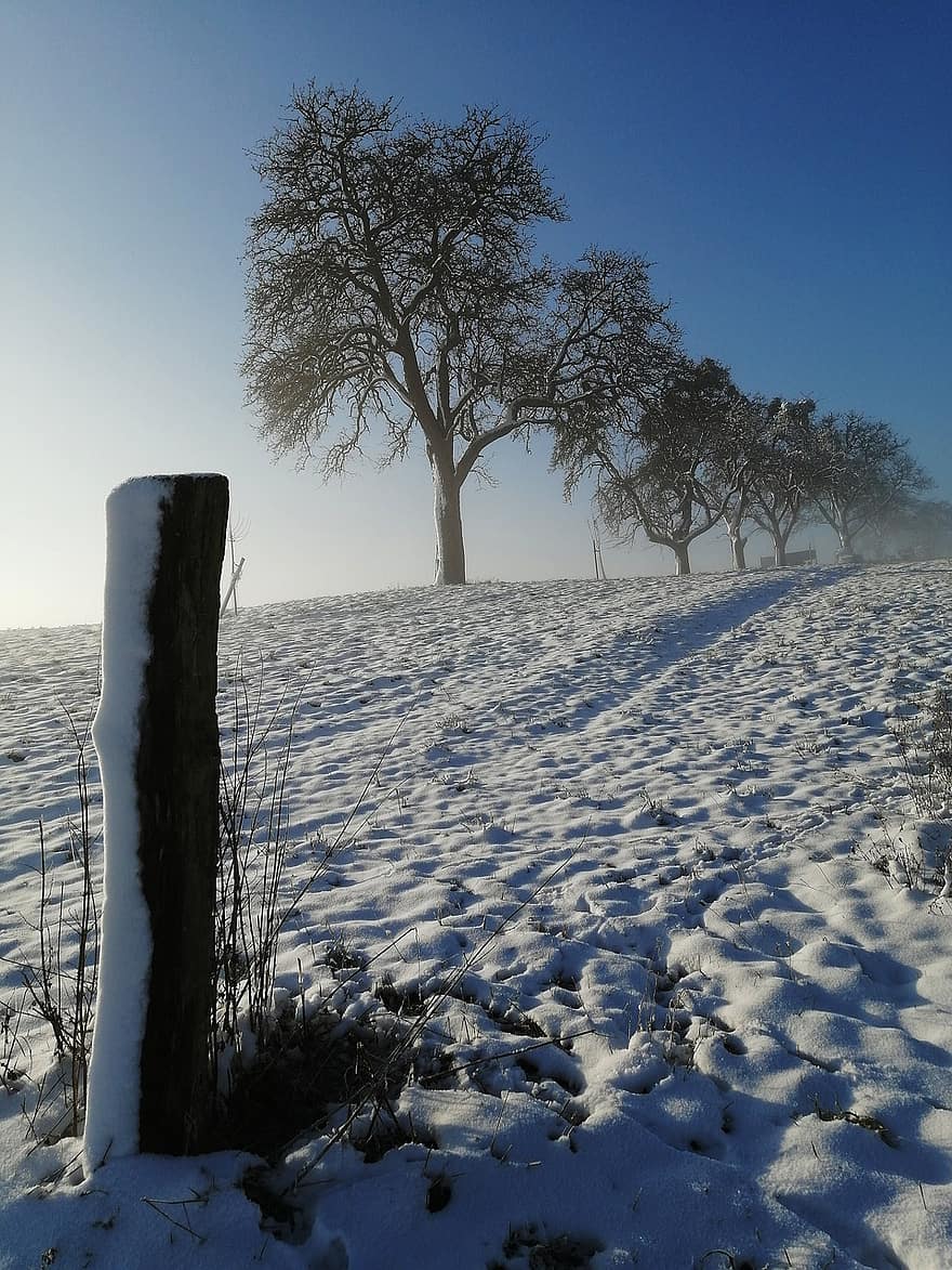 дерева, поле, сніг, туман, сонячне світло, зима, зимовий, мороз, заморожений, холодний, зимова магія