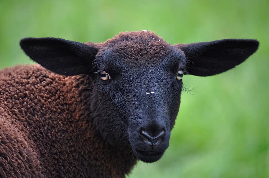 羊、schwarzbraunes bergschaf、ovis gmelini aries、ジュラ羊、エルベ羊、羊の品種、放牧する、動物、生き物