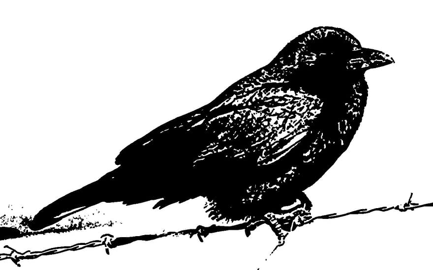 uccello, corvo, filo spinato, animale, nero, bianca