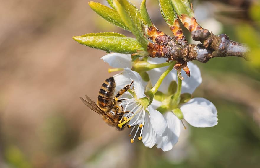 Pxklimata darbība, kukaiņi, bite, medus bite, apputeksnēšana, makro, plūmju zieds, zieds, zied, raksturs, tuvplāns