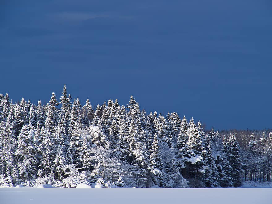 natuur, sneeuw, bomen, landschap, winter, ijs-, koude, zing, Bos, noorden, noordelijk