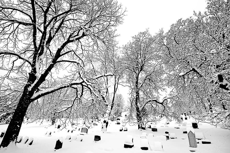 цвинтар, кладовище, сніг, дерева, холодний