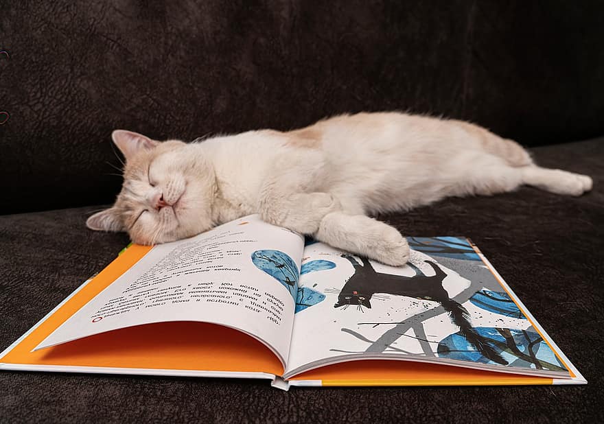 책, 착한 애, 동물, 베이지 색, 고양이, 실내, 자고있는, 귀엽다, 침실, 편안, 기분 좋은