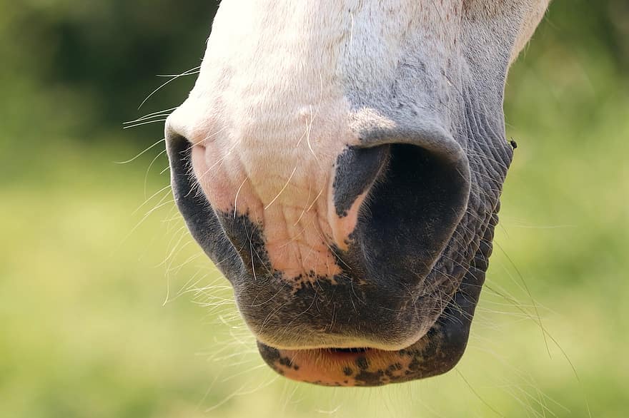 fossa nasal, ventre de cavalls, musell de cavall, cavall, mamífer, cap de cavall, animal, espècies, fauna, fosses nasals, detall