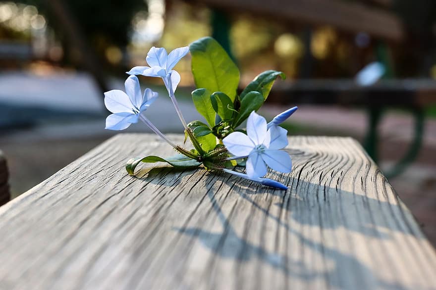cap leadwort, fleurs, banc, fleurs bleues, plumbago bleu, cap plumbago, en plein air