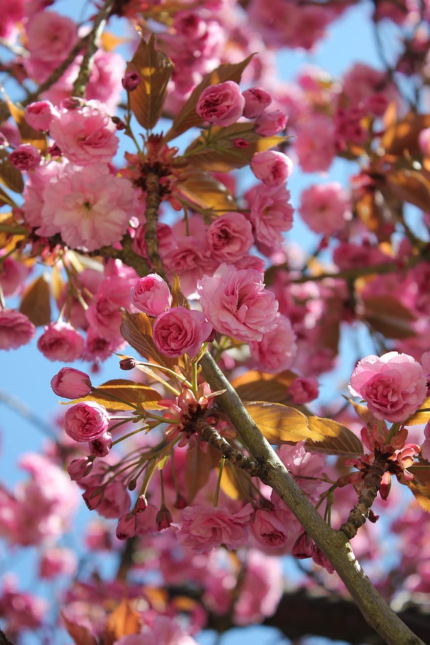 fiore di ciliegio, fiori, primavera, ciliegia, albero, fiori rosa, fioritura, fiorire, gemme, ramo