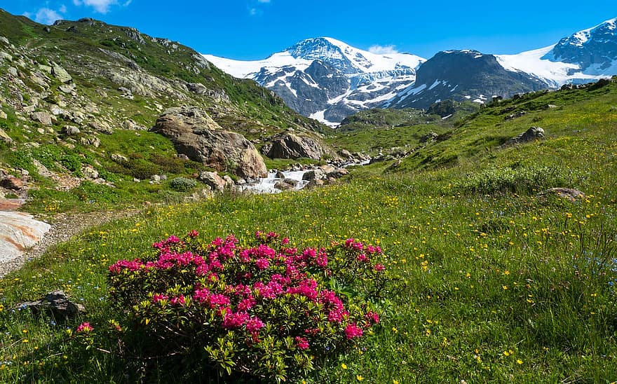 kalnu rozes, alprosen, kalnu ziedi, almrose, sarkans, kalnu pļava, zied, kalni, kalnu strauts, noturēt
